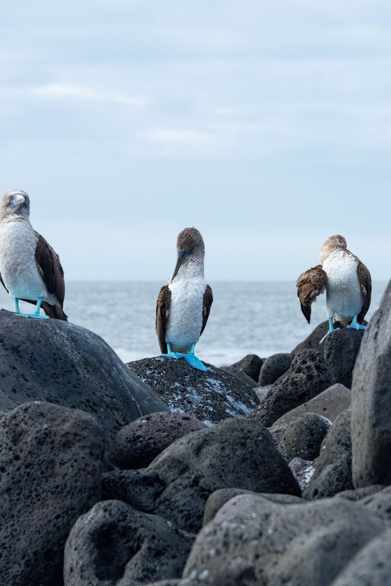 Galapagos